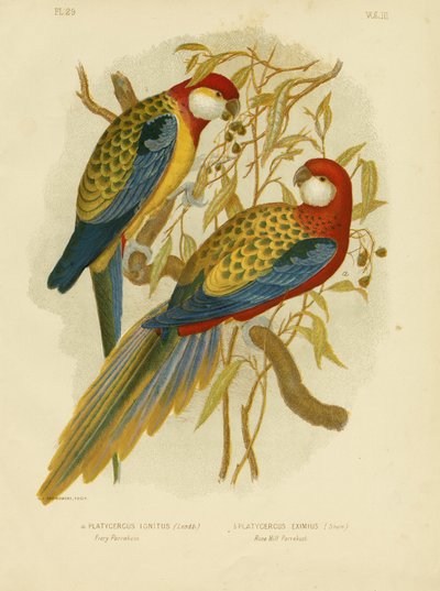 Rosella Parakeet Or Eastern Rosella, 1891 by Gracius Broinowski